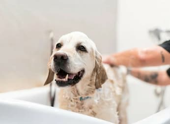 Animal Related  business for sale in Toorak - Image 1