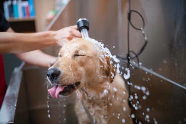 Animal Related  business for sale in Toorak - Image 2