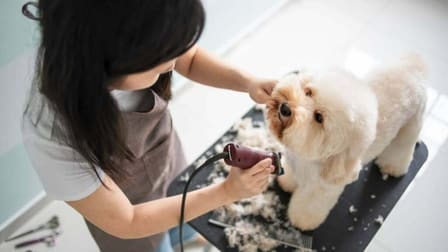 Animal Related  business for sale in Toorak - Image 2