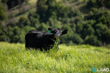 507 Shephards Road Dorrigo NSW 2453 - Image 1