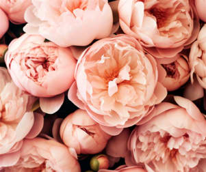 Florist / Nursery  business for sale in WA - Image 1