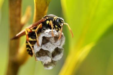 Pest Related  business for sale in Wodonga - Image 2