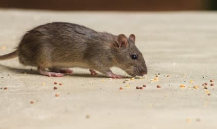 Pest Related  business for sale in Wodonga - Image 3