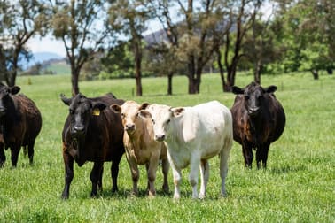 4320 Kiewa Valley Highway Dederang VIC 3691 - Image 3