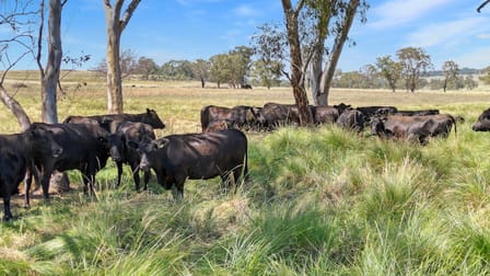 4819 Warrumbungles Way Binnaway NSW 2395 - Image 3