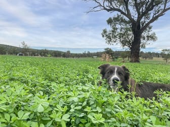 92 Stoney Hill Road Cowra NSW 2794 - Image 1