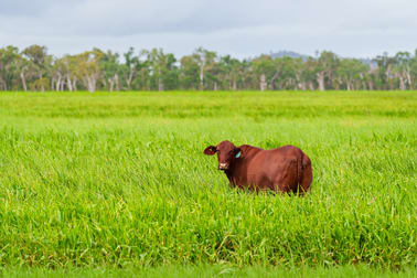 100 Serpentine Road Lake Mary QLD 4703 - Image 1