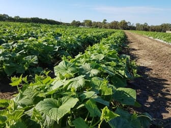 190 Riverview Road Calavos QLD 4670 - Image 1