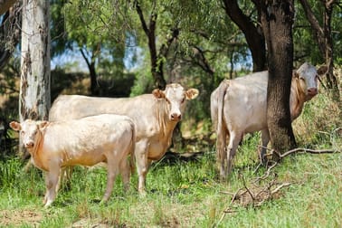 "Amby Hills" 2194 Springfield Road Roma QLD 4455 - Image 3