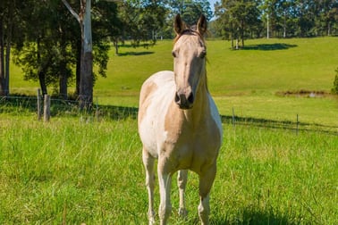 523 MORTONS CREEK ROAD Mortons Creek NSW 2446 - Image 3