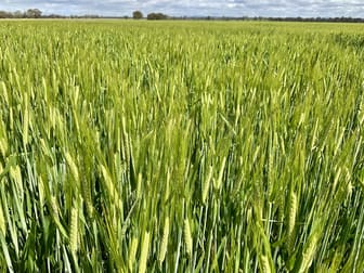 Bridgewater-Maldon Road Laanecoorie VIC 3463 - Image 3