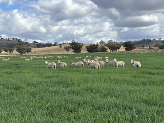 1198 Bukkulla Road Ashford NSW 2361 - Image 2