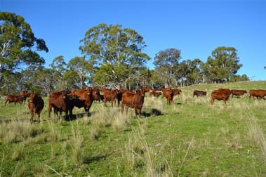 Guyra NSW 2365 - Image 1