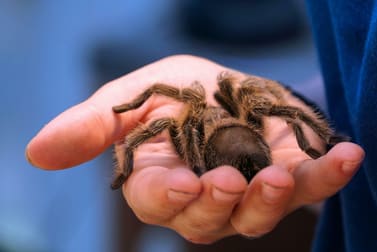 Animal Related  business for sale in Adelaide - Image 3