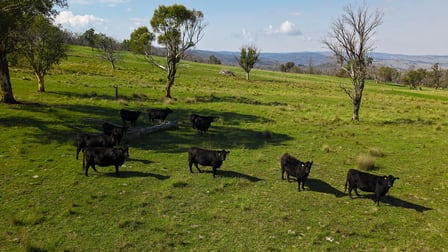 3350 Peak View Road Jerangle NSW 2630 - Image 1
