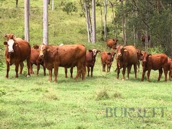 Good Night QLD 4671 - Image 3