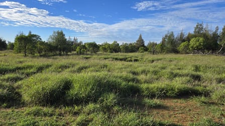 3124 Begonia Road St George QLD 4487 - Image 3