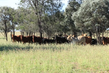 Click to view all images 564 ORALLO ROAD Roma QLD 4455 - Image 2