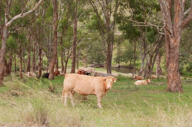 'Paradise' Davis Creek Rd Rouchel NSW 2336 - Image 3