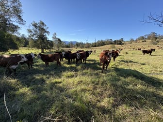 1010 Brays Creek Road Brays Creek NSW 2484 - Image 1