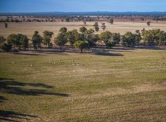 1403 Platina Road Trundle NSW 2875 - Image 1
