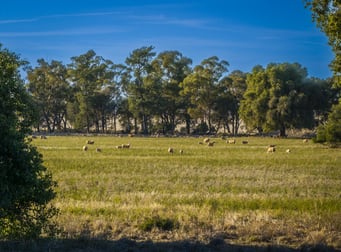 1403 Platina Road Trundle NSW 2875 - Image 3