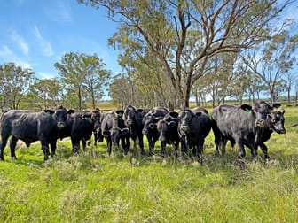 980 Ashford Road Nullamanna NSW 2360 - Image 1