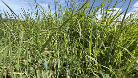 Click to view all images 175 Pethers Lane Canunda SA 5280 - Image 2