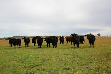 748 Yetman Rd Inverell NSW 2360 - Image 2