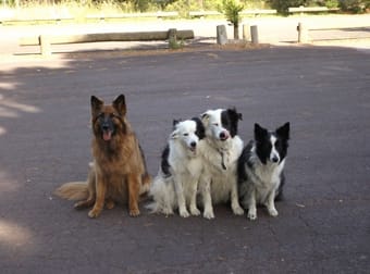 Animal Related  business for sale in Melbourne - Image 1