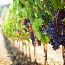 Food, Beverage & Hospitality  business for sale in Adelaide - Image 3