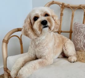 Animal Related  business for sale in North Brighton - Image 2
