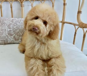 Animal Related  business for sale in North Brighton - Image 3