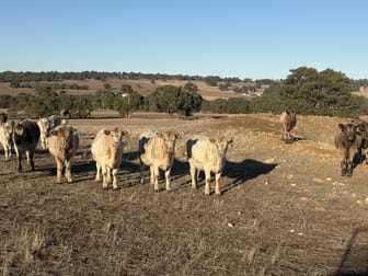 342 Badgingarra Road Dandaragan WA 6507 - Image 1