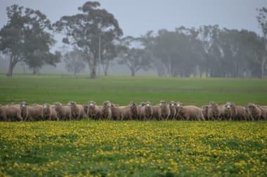 Click to view all images 260 Burns Munn Road Edenhope VIC 3318 - Image 3