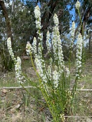 . South Gippsland Highway Woodside VIC 3874 - Image 2