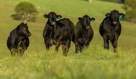 Butcher  business for sale in Darling Downs & South West Greater Region QLD - Image 1