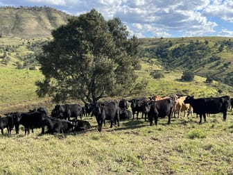 1679 Ingoldsby Road Ingoldsby QLD 4343 - Image 2