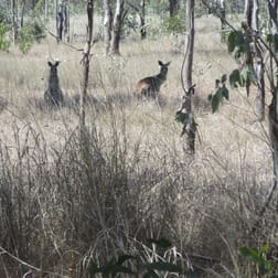 Click to view all images Lot/115 Kofoeds Road Tara QLD 4421 - Image 2