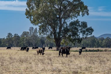 5759 Purlewaugh Road Tambar Springs NSW 2381 - Image 2