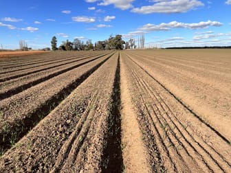 73 Mirrool Branch Canal Road Hanwood NSW 2680 - Image 1