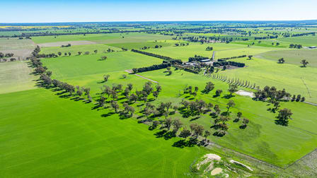 'Pastoria Park' 205 Balldale Road Hopefield NSW 2646 - Image 2