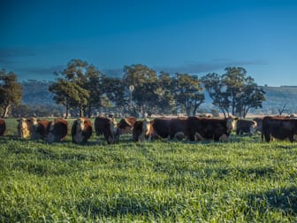 Pilca Butta 2178 Black Stump Way Coolah NSW 2843 - Image 1