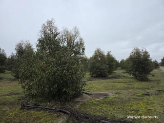 292 Neymerup Road Boscabel WA 6394 - Image 3