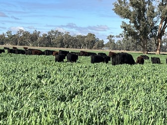 10690 The Escort Way Forbes NSW 2871 - Image 1