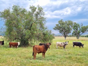 Click to view all images 730 Ascot-Calala Road Tamworth NSW 2340 - Image 1