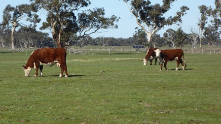 2147 Bangham Road Frances SA 5262 - Image 1