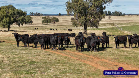 2911 Tooraweenah Road Mendooran NSW 2842 - Image 1