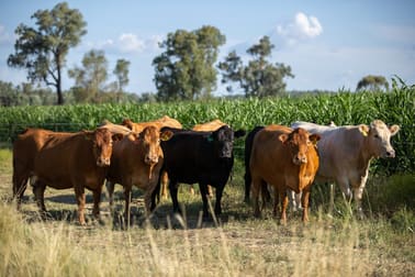 'Swinton' 661 Haywood Road Delungra NSW 2403 - Image 1