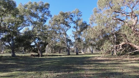 225 Coles-Killanoola Road Coles SA 5272 - Image 3